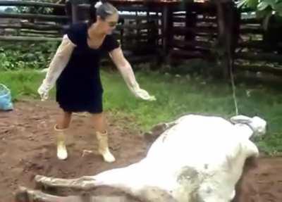 Trying to pet a cow that's just given birth
