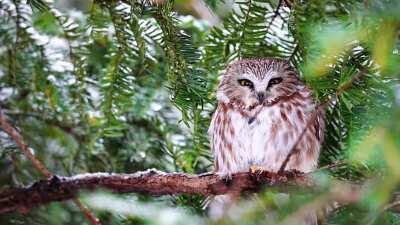 Northern Saw-Whet preening in slow-mo! Giving my new camera a test run and what better subject than this guy!