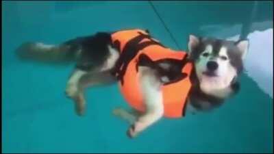 Let me bork among the stars