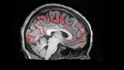 Waves of spinal fluid washing over the brain during sleep to remove waste