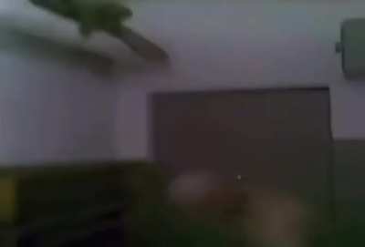 Beyler eve kedi girdi çıkmıyo amınakoyim napıcam ben