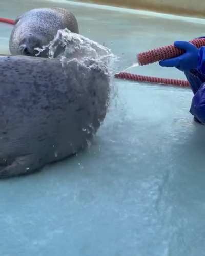 Do NOT forget to water your seals this week! (ft. Hanako)