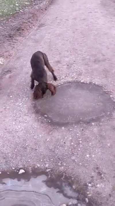Our Spaniel loves to jump in puddles and WAS NOT impressed they'd frozen over. The audacity!