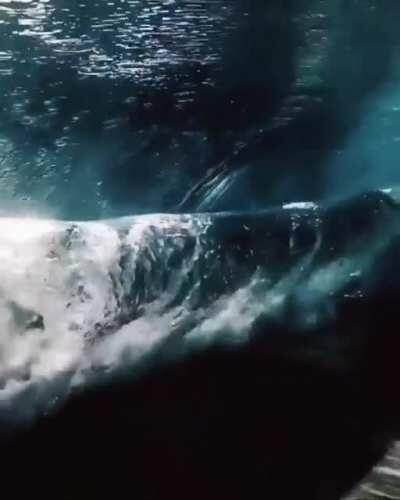 How crystal clear this water is