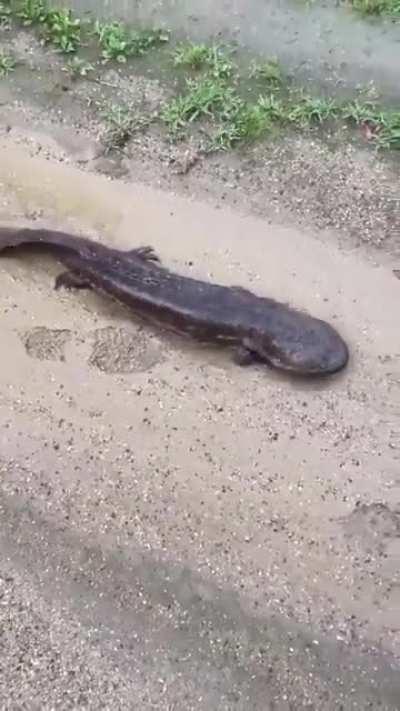 🔥 Giant Chinese Salamander can reach 1.8 meters and weigh around 64 kilos and is an endemic species of the streams of the forested and mountainous areas of eastern China.