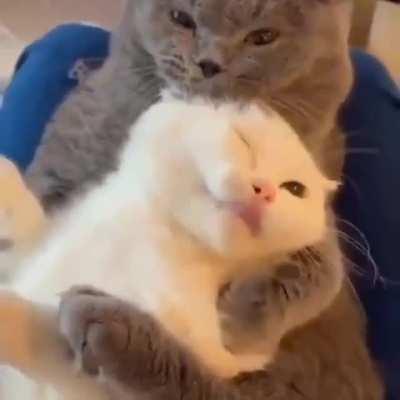 when i say i need cuddles, i mean THIS