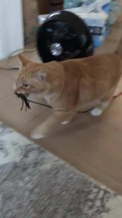 Kevin demanding playtime.