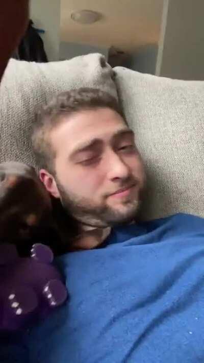 Trying to nap when you have a Doberman puppy