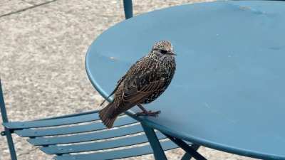 European Starling [OC]