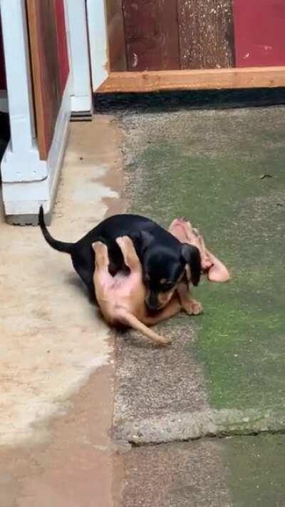 Meet Roxie Hart! She's the one on top. Can't wait to bring her home next week!