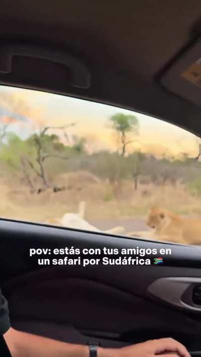 Argentinos se fueron al Kruger y una leona les mostró la panza