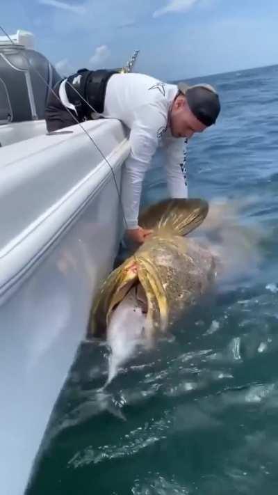 Big fish caught a lil fish