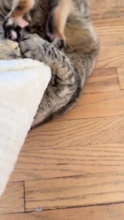 It’s always a trap.