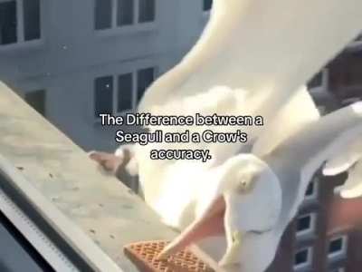 Accuracy of a Seagull Vs a Crow