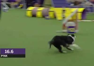 Pink the Border Collie absolutely demolishes an agility competition 🤯