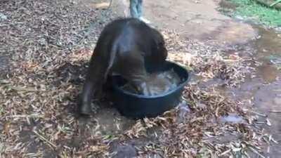 Four-month old baby elephant learning how to get out of the tub