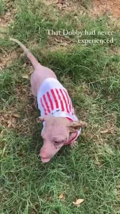 My puppy’s story *SPOILER* with a happy ending [oc]