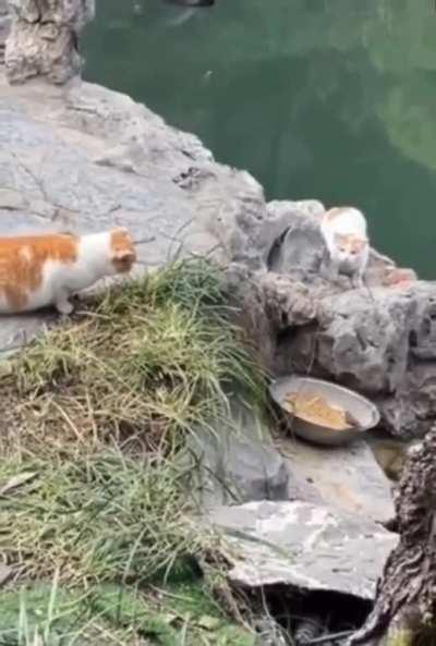 Two hunters secretly waited but then....