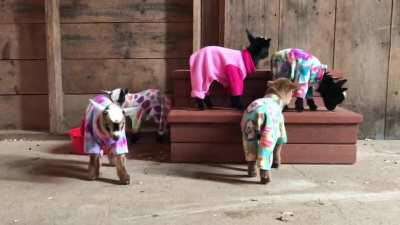 Goat Pajama Time at Sunflower Farm