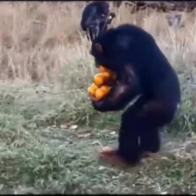 Um politico (esquerda, direita, não interessa) e o dinheiro dos impostos pago pelo povão.