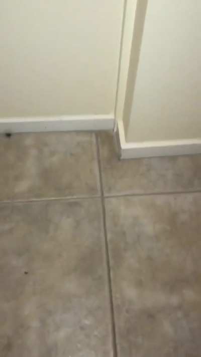 Average Australian Kitchen