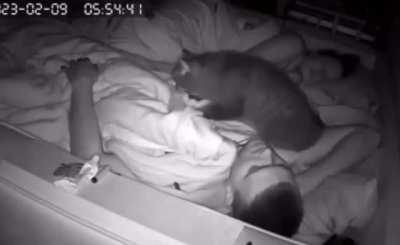 ludwig van meowthoven (heil spez)