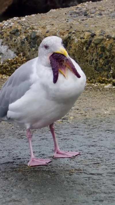 If the Predator was a seagull