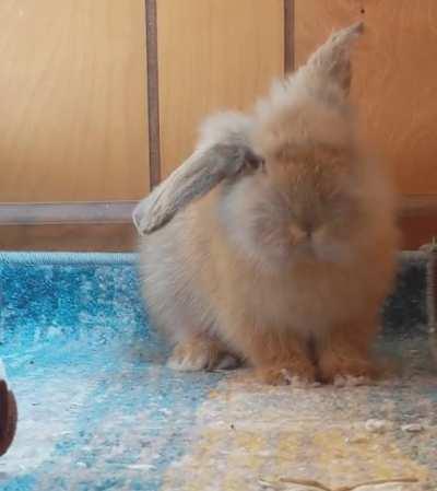 Donkey also considers bell peppers suspect.