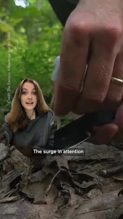 This Plant Lives Without Sunlight