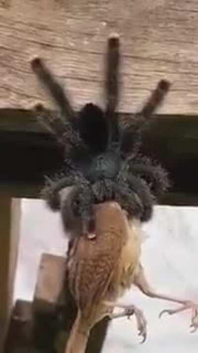 Hans get ze flammenwerfer