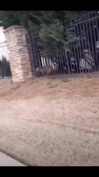 He’s not gonna hurt you