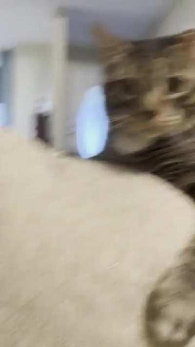 ol grumpy butt malachi bitchslapped my husband in the back of the head, then smacked my phone out of my hand. i still love him.