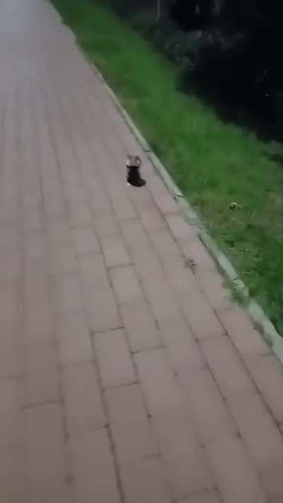 🔥 Wild hamster showing off its intimidation tactics