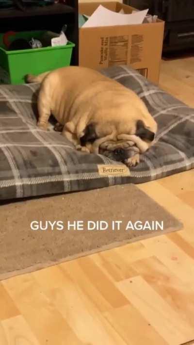 Pug entering sleep mode