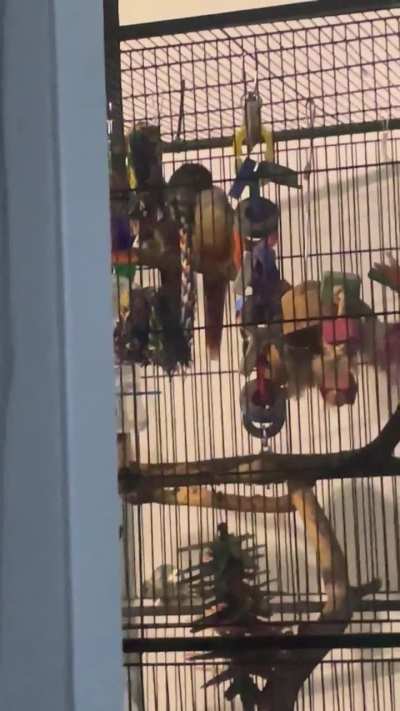 Pip Pip and Lucy rainy day preens