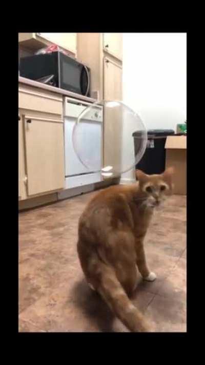 Cat murders bubble