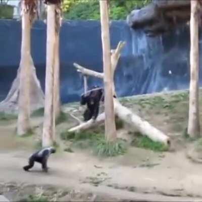 Yo peleando con mi pana por quien le habla primero a la minita linda