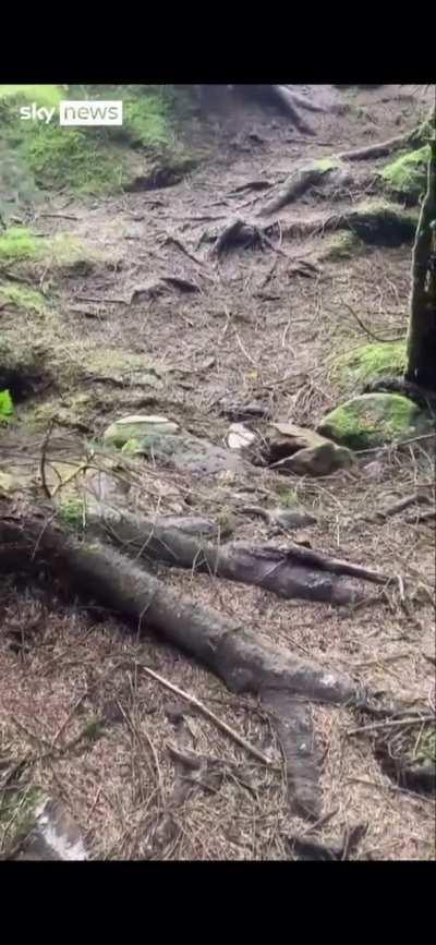 Strong wind lifts up Forrest floor