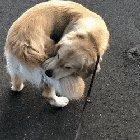 Not This Time Mamma, I Caught Him Tight