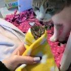 Smollest of them all