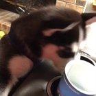 Perfectly cut gasps...??