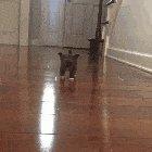 He's Trying His Best... His First Steps!