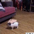 Wait, where'd he go?