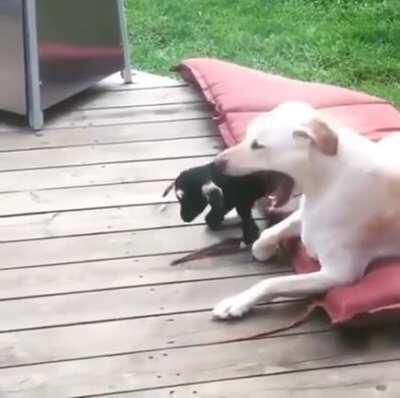 GoAt trIEs tO aTtaCK DOg buT It bACkFireS