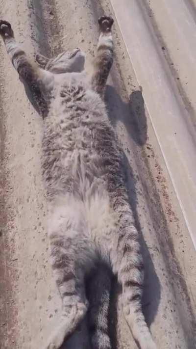 solar powered cat