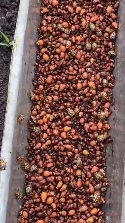 The farmer who found a way to get rid of agricultural pests without using pesticides. This is brilliant and they are still alive.