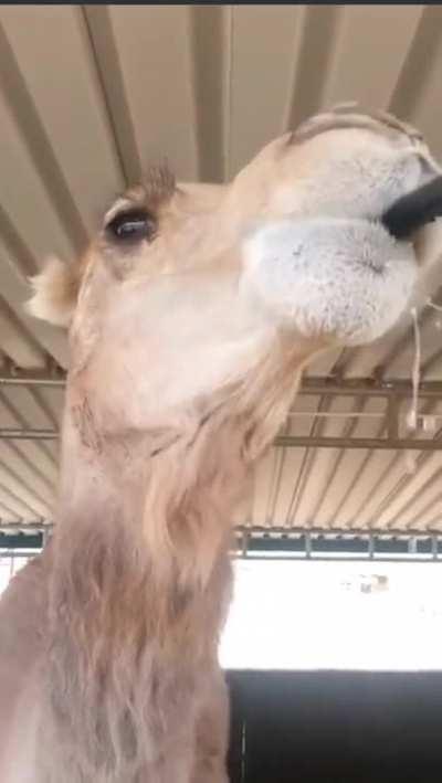 The Ultimate Hydro Homie?