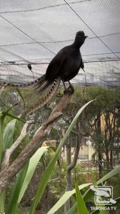This lyrebird started mimicking the ambient sounds of his zoo