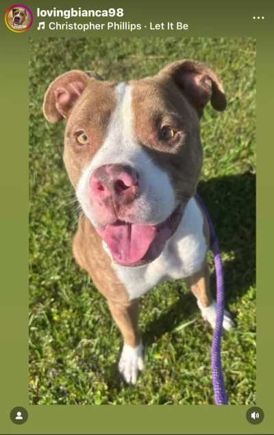 LAST DAY TO SAVE SWEET HASSELHOFF. His deadline is TODAY, TUESDAY 10/28. He can get ADOPTED directly from the shelter or RESCUED (then he needs a FOSTER and PLEDGES). EUTHANASIA LIST at Orange County Animal Services in ORLANDO, FL. Please dm  me if you ca