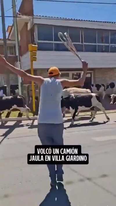 En Córdoba unas vacas aprovecharon que chocó el camión jaula y se fugaron en manada.